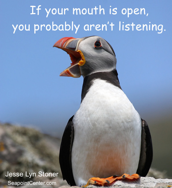 atlantic puffin (fratercula arctica) in full voice.