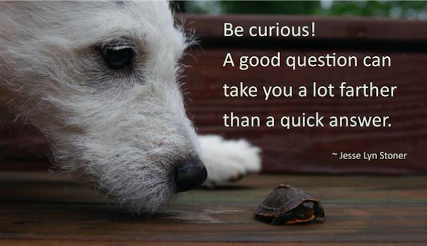 Successful leaders are intensely curious